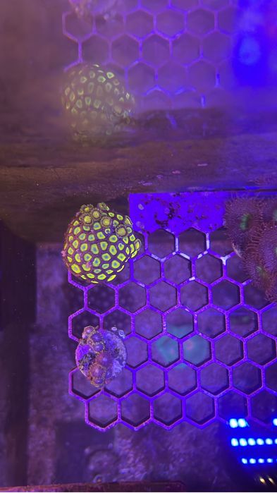 Frags zoanthus e mini colonias