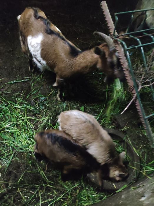 vendo cabrita com  cerca de 2anos