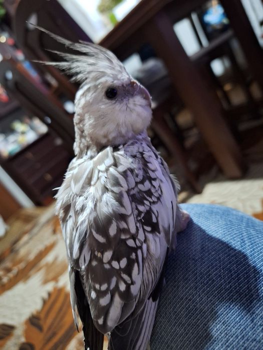 Nimfy ręcznie karmione