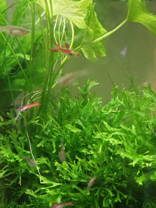 Guppy enlder vermelho