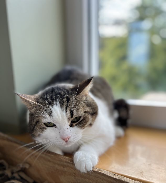 Cudowna kotka Malinka szuka domku