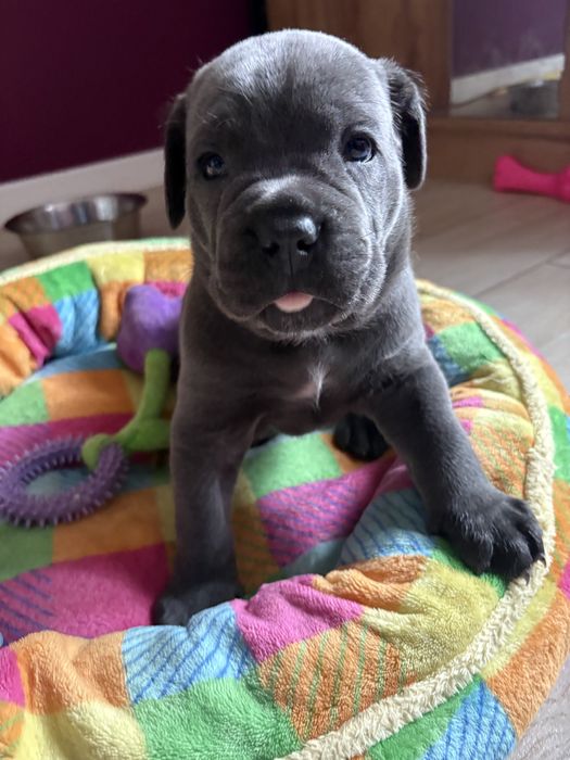 Piekna mocna sunia Cane Corso Po Championach Polski/ FCI