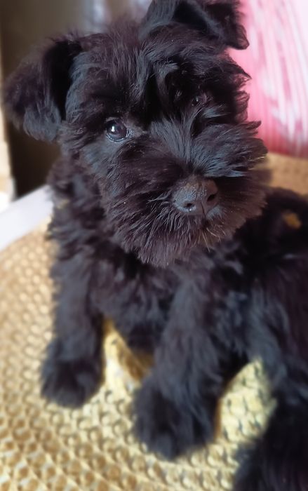 Дівчінка та хлопець цвергшнауцер