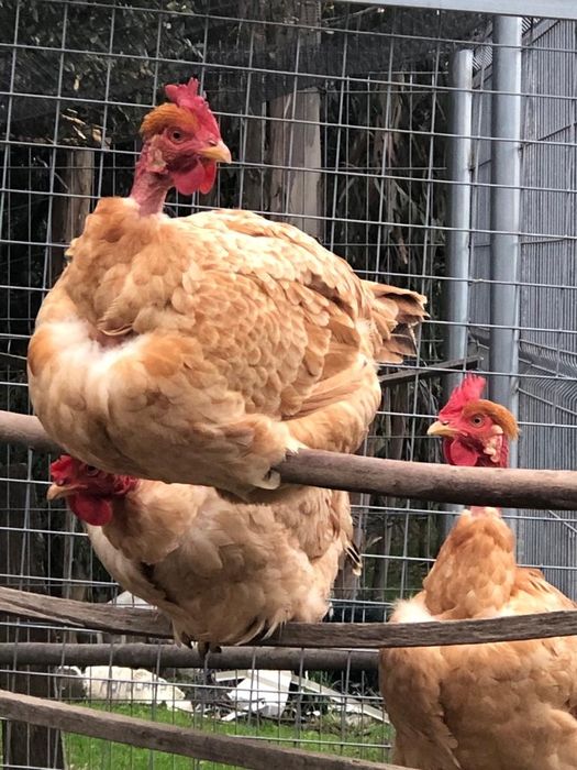 Raças Autóctones Portuguesas