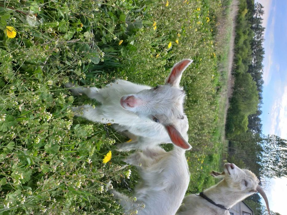 Купити козу козенята  обміняти козлика зеаненця  народився 6.04. 2025р