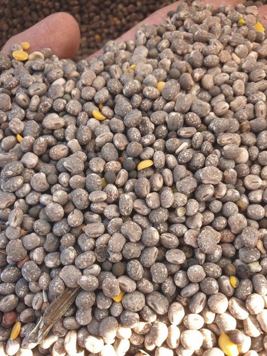 Łubin wąskolistny Regent