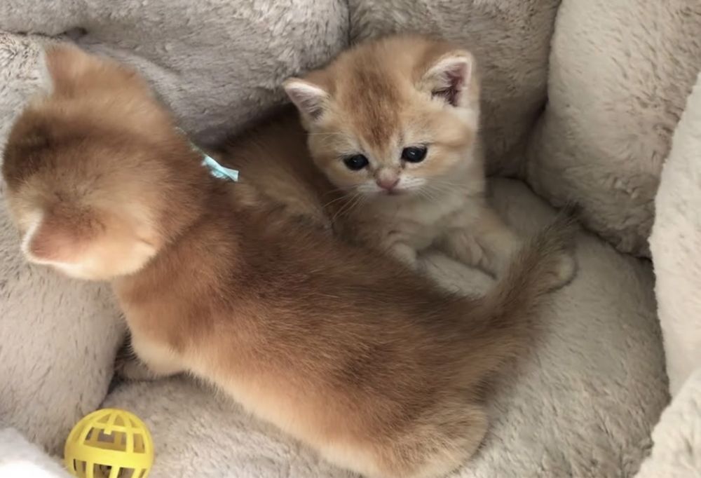 Золотая шиншилла