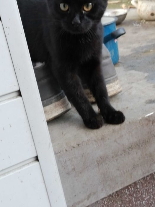 Oddam małe koty  różny wiek