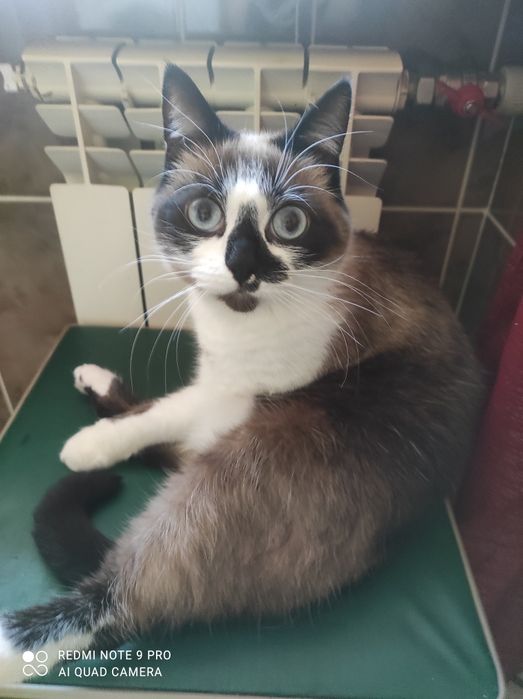 Отдам кошечку стерилизованную, очень умная и чистоплотная!