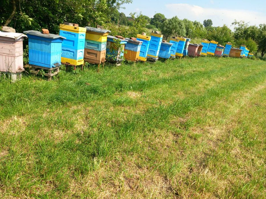 Pszczoły z ulem wielkopolskim kompletne z nadstawkami.