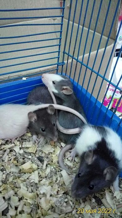 Крысята:Дамбо,сиамские,сфинксы.