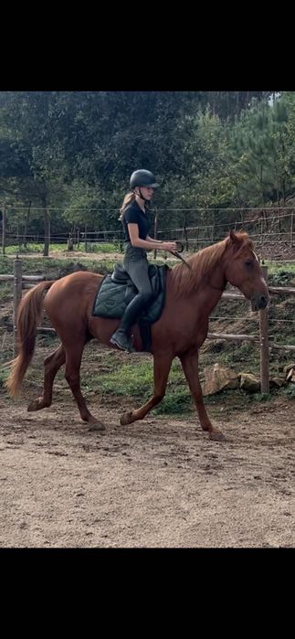Horse for sale/cavalo a vende
