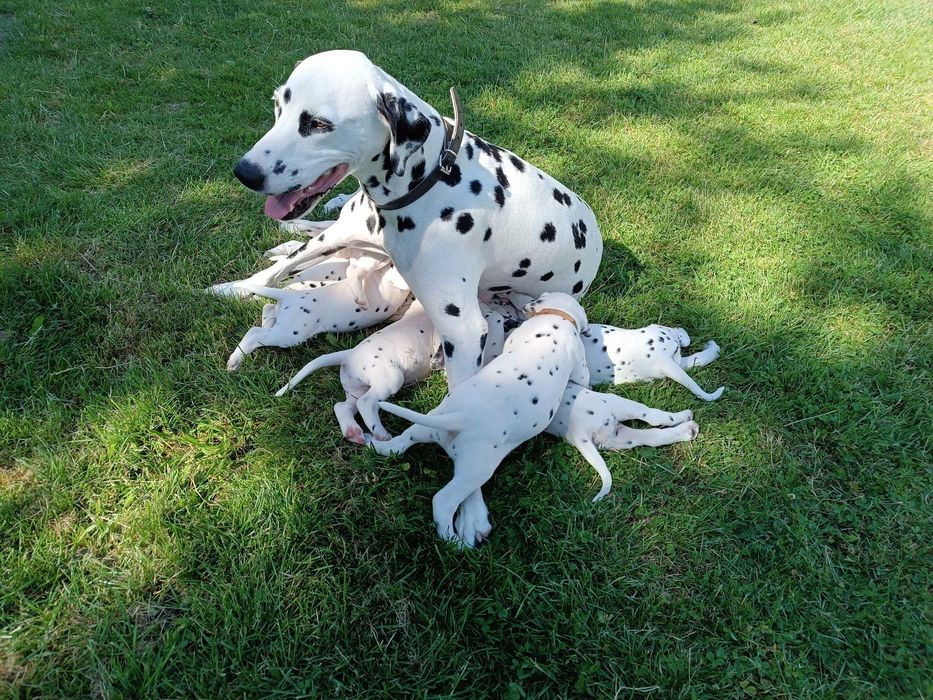 Dalmatyńczyk zapowiedź miotu (FCI)