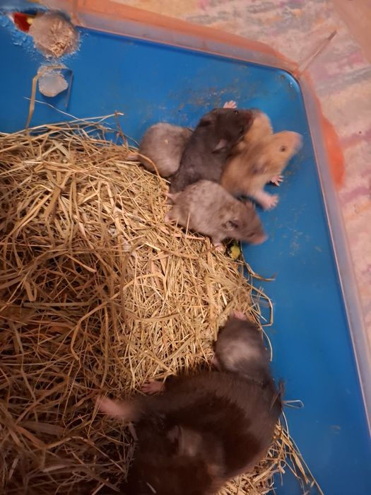 Chomiki syryjskie mlode