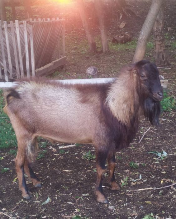 Продам цапи Ламанчі