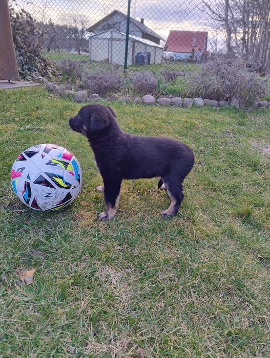 Oddam suczkę 2 miesięczna