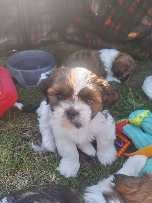 Sprzedam suczkę shih-tzu