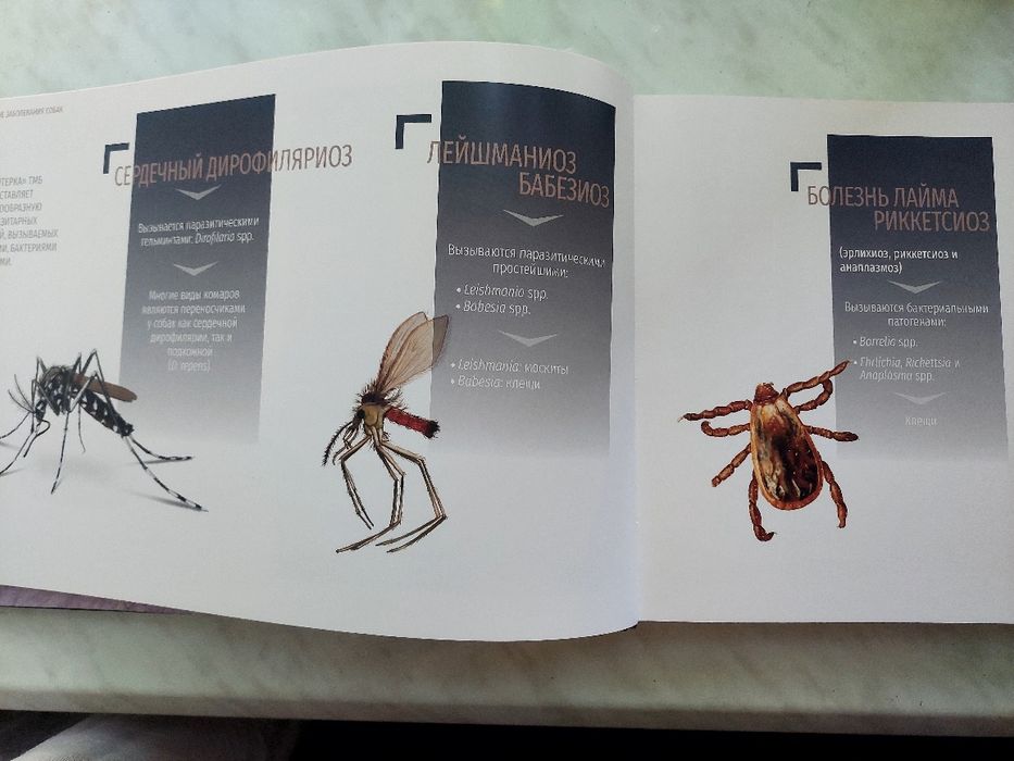 Трансмісивні хвороби собак