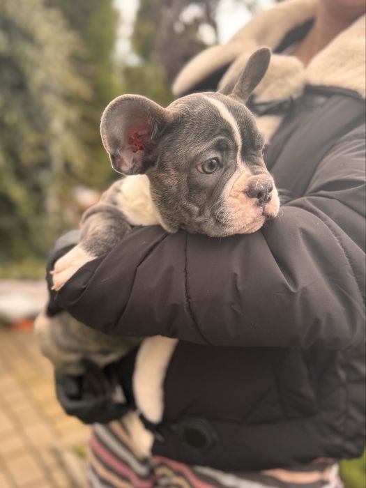 Французькі Бульдоги (Чорна П’ятниця - 3000 грн) Віддам зі знижкою