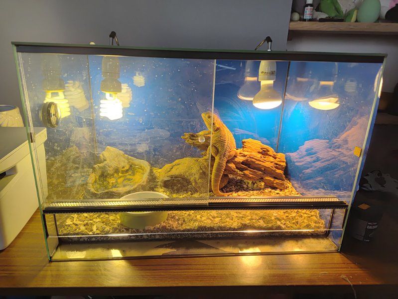 Agama brodata i terrarium