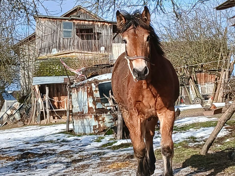 Klaczka dziesięciomiesięczna zimnokrwista