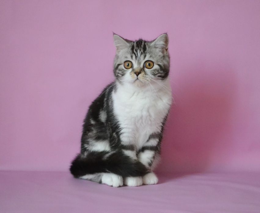 Шотландський велетень