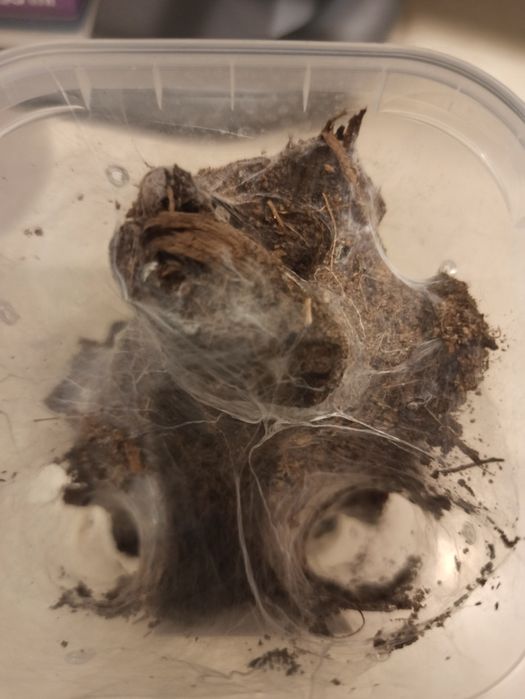 Chilobrachys  Nataniachum