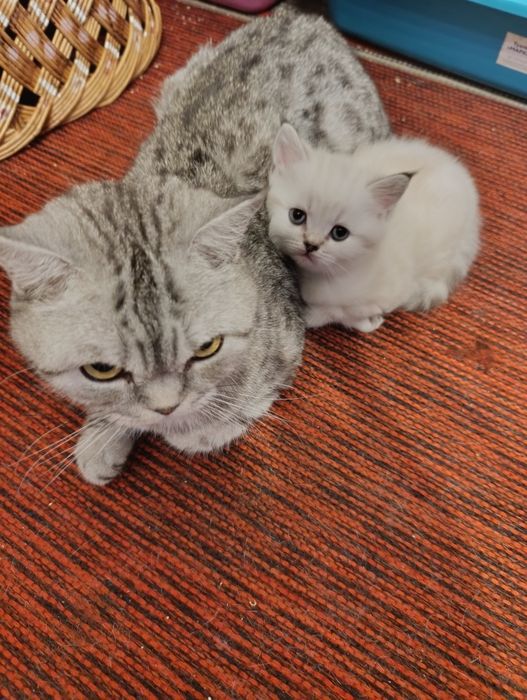 Шотландські котики з плюшовою шерстю
