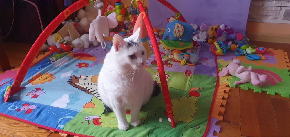 Пристраиваем в добрые руки