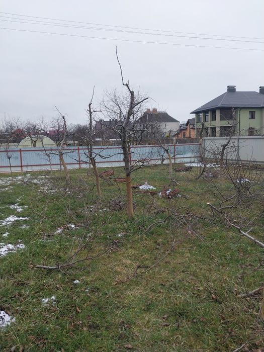 Обрізка дерев обрізка кущів та туй