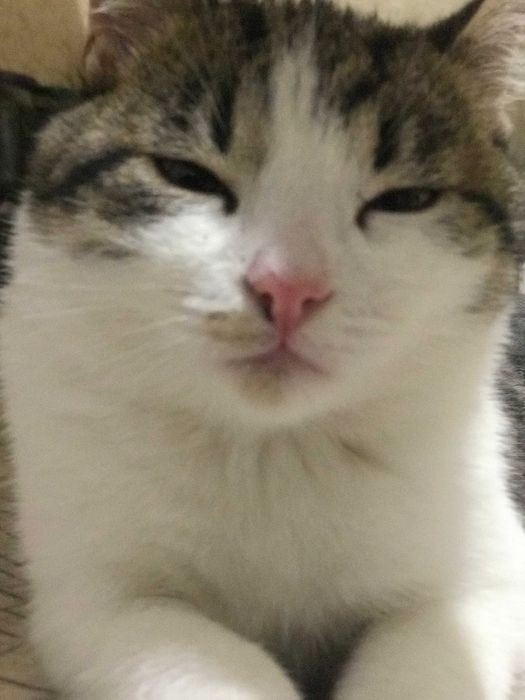 віддам котика у добрі руки