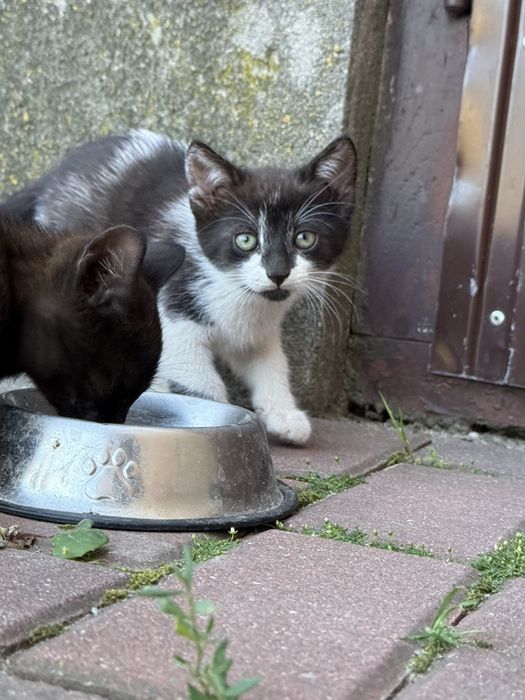 Male koty i kotki