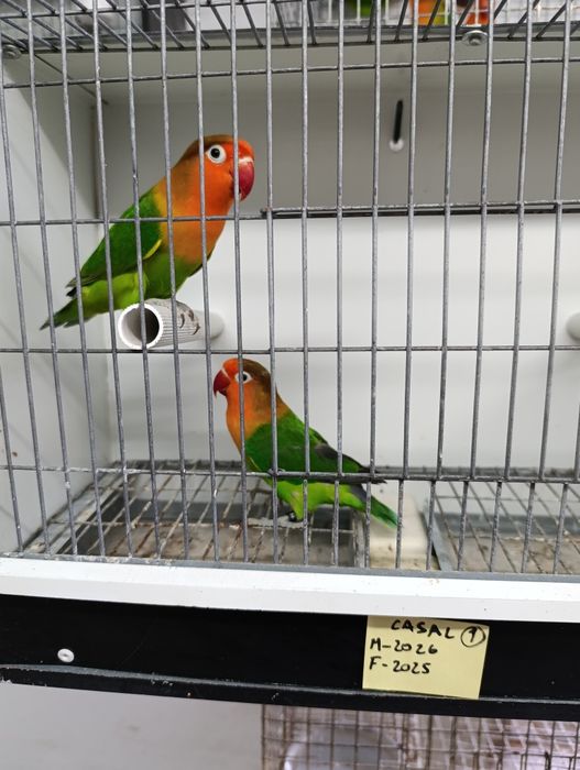 Casal de agapórnis fischeris verdes ancestrais