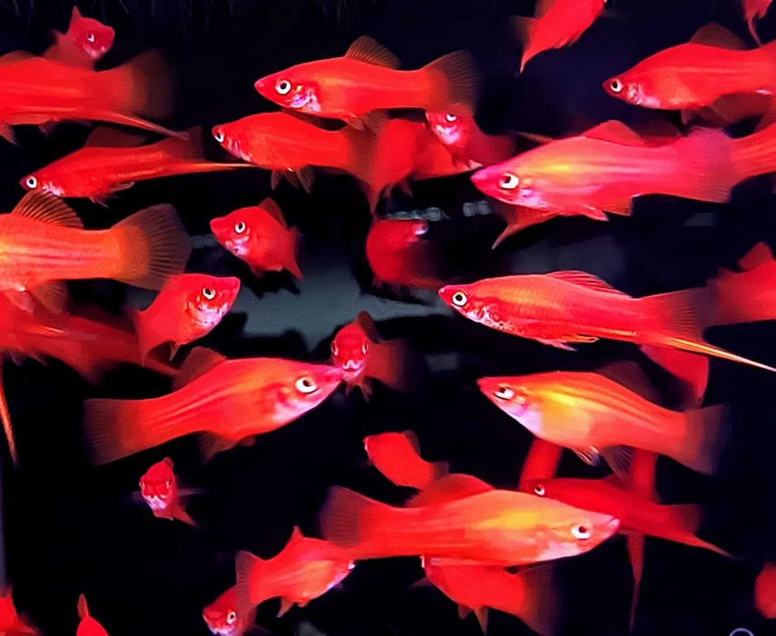 Gupiki Koi Red z domowego akwarium.