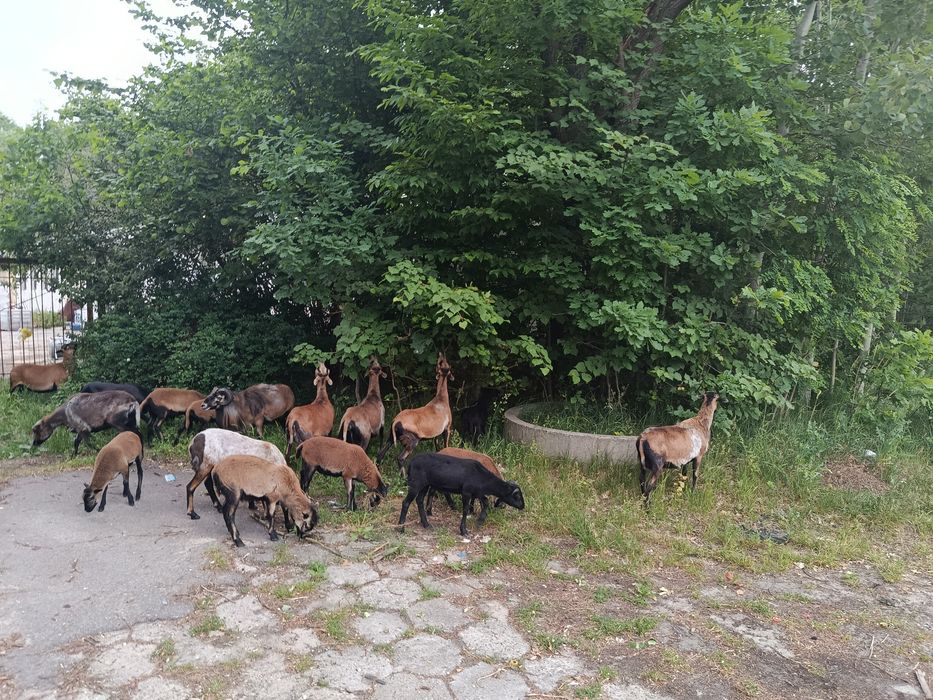 Sprzedam owce kameruńskie