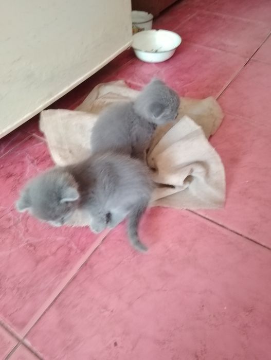 Котята (две девочки)