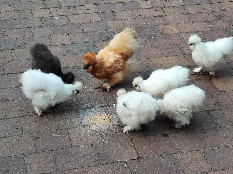 Silka silki kogut kogucik