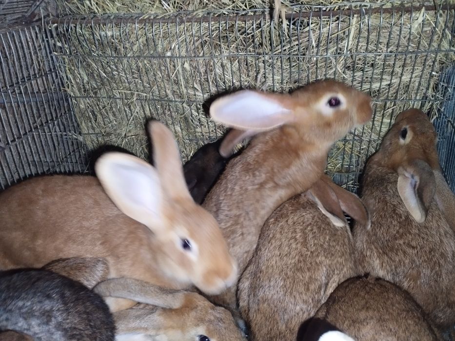Coelhos caseiros