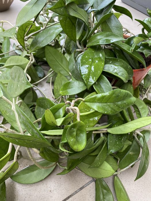 Hoya carnosa różowa duża, okaz kolekcjonerski