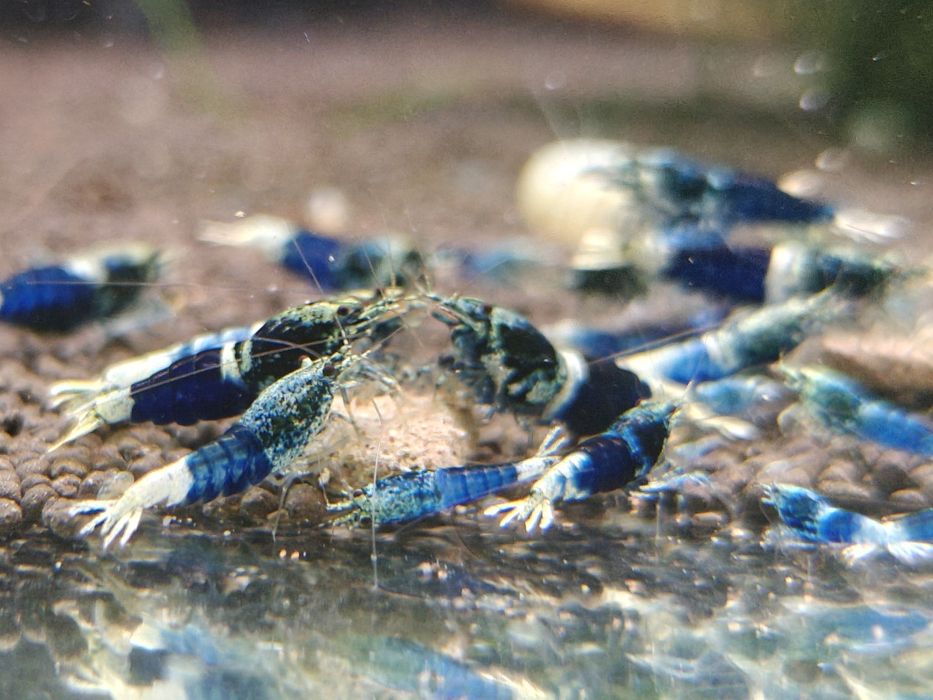 Krewetki Caridina Ocean Blue