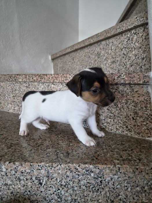 Jack russell terrier macho