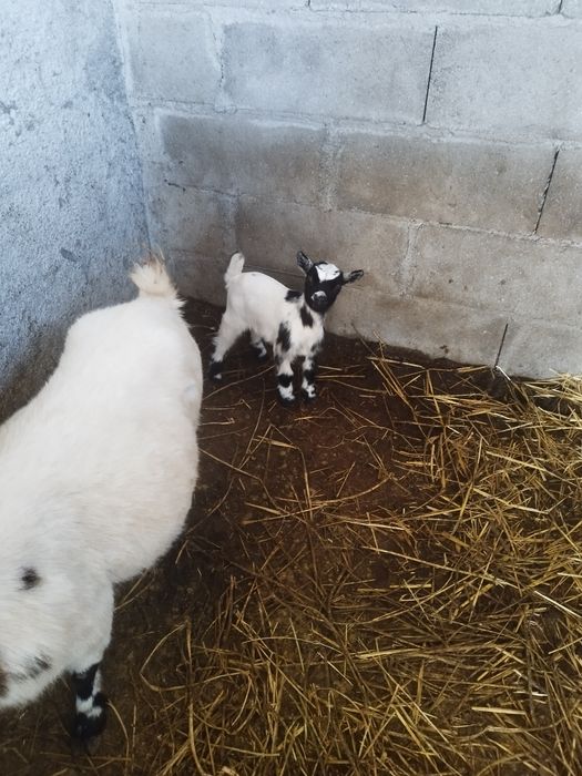 Cabrinhas anas para companhia