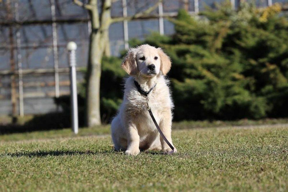 Golden Retriever -  szczeniak pies