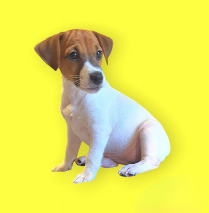 SUPER Jack Rassel Terrier.