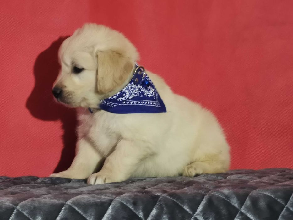 Golden retriever piesek kremowo złoty