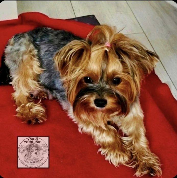 Piesek Yorkshire Terrier badania DNA