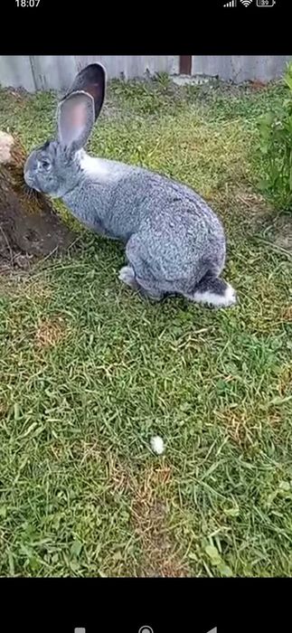 Самець, шиншила..