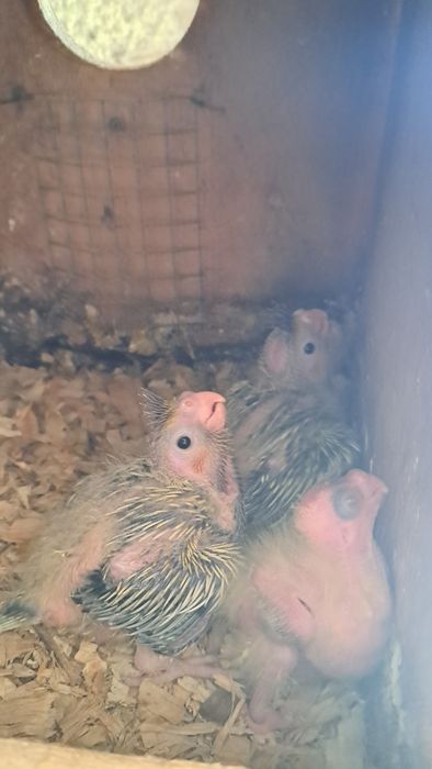 Caturras bebés 2026