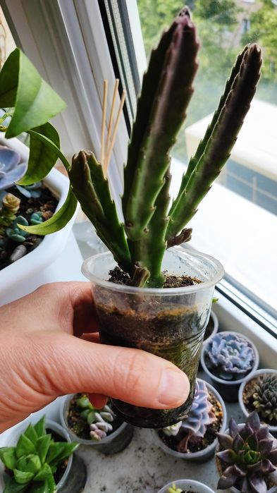 Красула рупестріс (наскальна) , Crassula rupestris сукулент