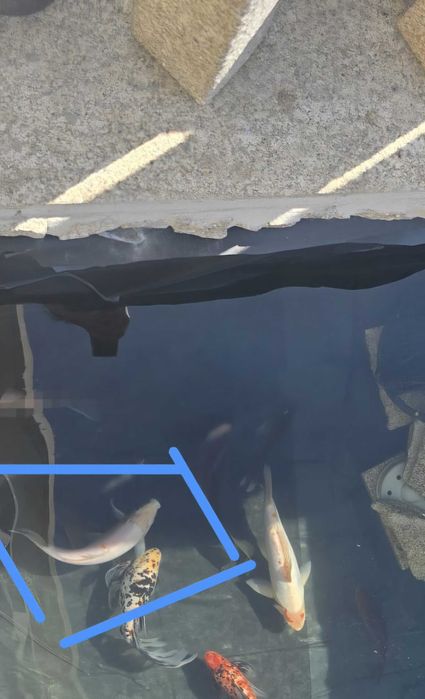 Vendo Carpas koi